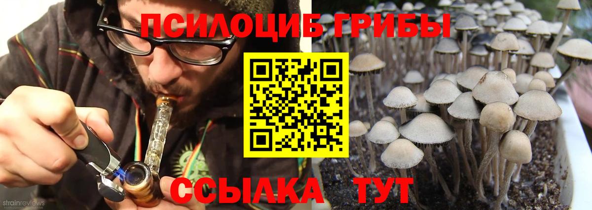 Псилоцибиновые грибы Psilocybe Петрозаводск